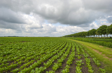 Fototapeta na wymiar Vegetables growing under a cloudy sky in spring