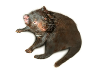 Tasmanian Devil