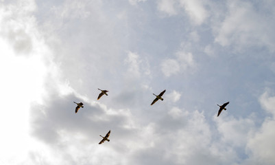 Geese flying in a cloudy sky in spring