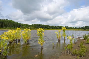 The shore of a sunny lake with wild flowers in spring