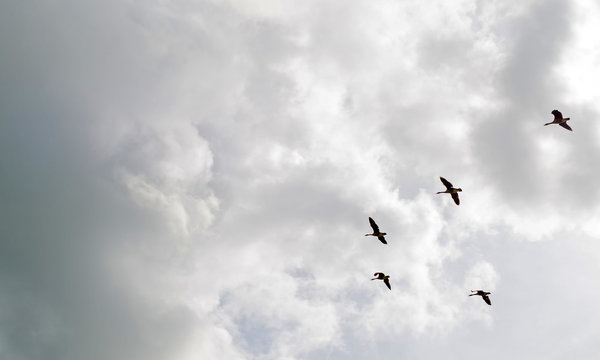 Geese flying in a cloudy sky in spring