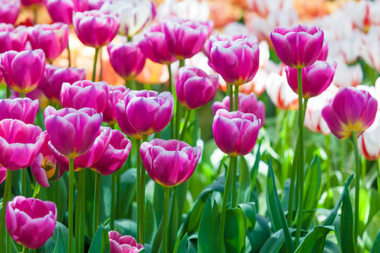 Tulip. Beautiful tulips. colorful tulips. tulips in spring,colou