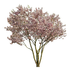 Prunus 'Accolade' (Frühe Zier-Kirsche) Freigestellt,isoliert - obrazy, fototapety, plakaty
