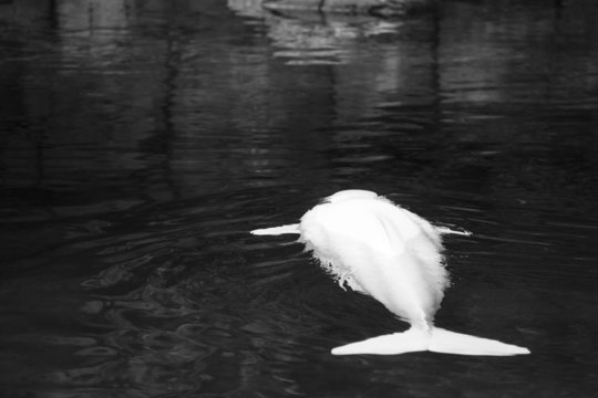 Canada, Vancouver Aquarium, White whale
