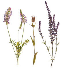 Set of wild dry pressed flowers and leaves