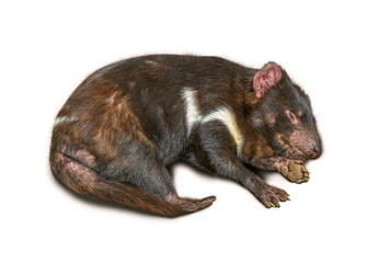 Tasmanian Devil