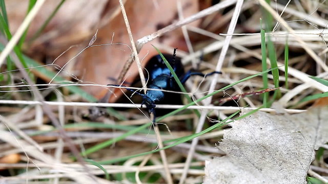 beautiful large iridescent beetle