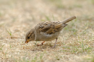 Haussperling, weiblich (Passer domesticus) 