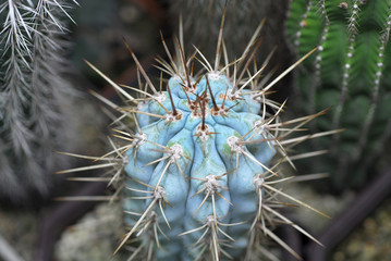 mini cactus from top view