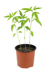Cannabis sativa l plant on a white background