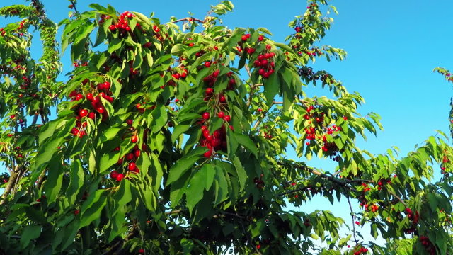 
Ripe Cherries on the Branches of a Tree in the Garden at Sunset