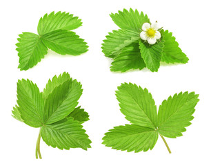 Strawberry leaf isolated on white background
