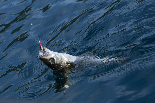 Norway, pollock on fishhook