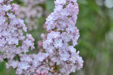 Syringa lilac flowers close up