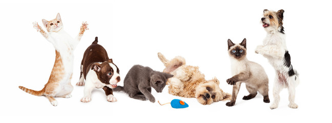 Group of Playful Cats and Dogs