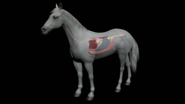 Detailed 3D medical animation  showing the equine abdominal anatomy, depicting several different diseases.
Part1: Horse outside; camera zoom to internal system