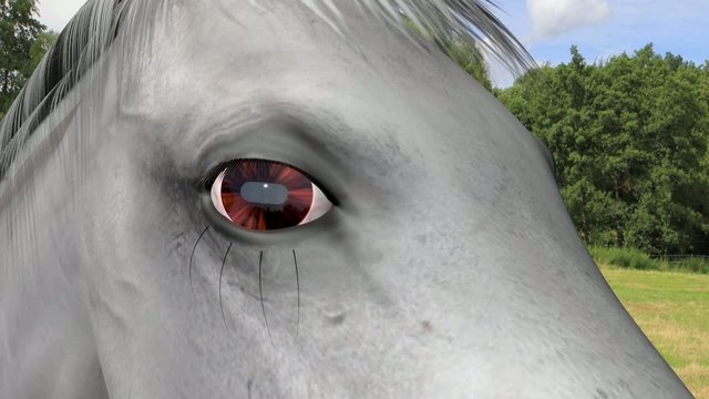 Detailed 3D medical animation showing equine recurrent uveitis.
Part3: closing part with space for titles