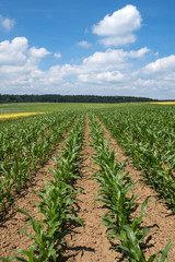 Fototapeta na wymiar Junge Maispflanzen auf einem Feld 