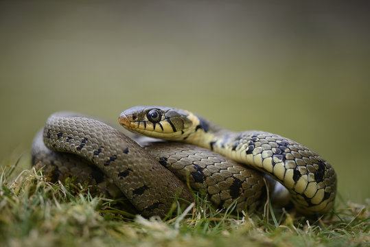Portrait of grass snake