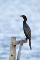 Little cormorant in Batticaloa, Sri Lanka