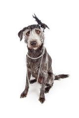 Dog Dressed as Flapper Girl