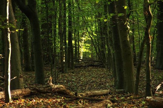 Fototapeta green forest in Germany