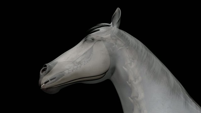 3D medical animation about diseased equine teeth and explaining several (oral) extraction techniques.
Part 4: (Repulsion) buccotomy - pin technique