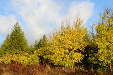 Mountain Meadow in Fall Colors in Early Morning