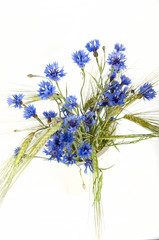 Naklejka premium cornflower bluebottle on white and blue background