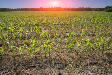 crops at a field