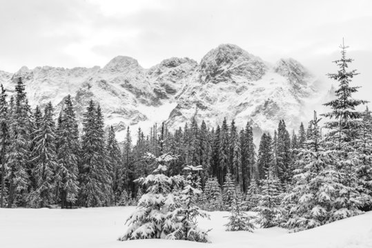 Fototapeta Black and white landscape of snow covered pine trees and mountain peaks on a cloudy winter day.