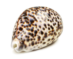 Sea Shell