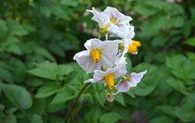 Obraz premium Potato flowers