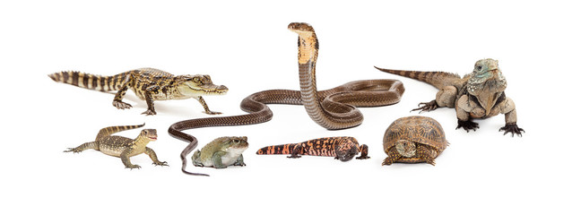 Group of Various Reptiles