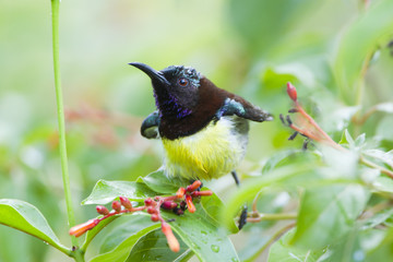 Purple-rumped Sunbird in Minneriya, Sri Lanka