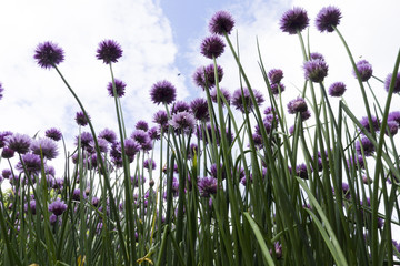 fresh chives growing in garden