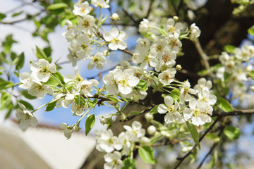 Obraz premium the pear flowers