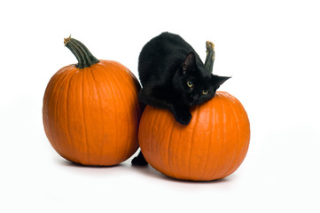 black cat with pumpkins