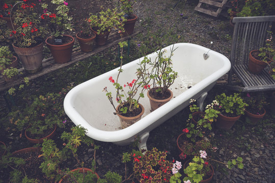 Blooming potted plants in an old tub in a garden