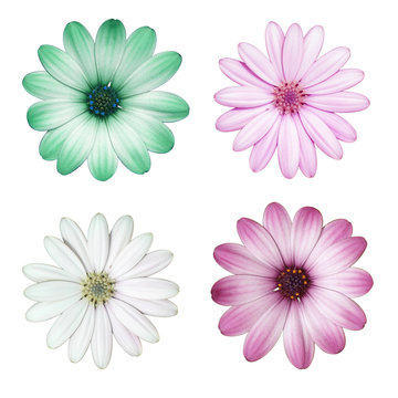 Fiori- Dimorfoteca