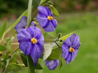 Crédence de cuisine en verre imprimé Lilas lila flowers of blue potato bush close up