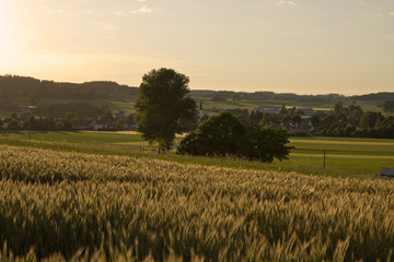 Sunset Over Crop Field