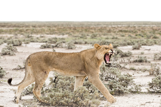 Namibia, Etosha National Park, Hissing young lion