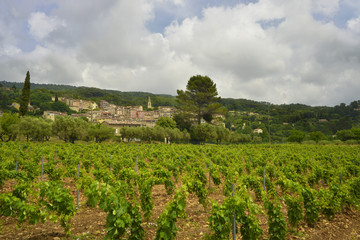 Fototapeta na wymiar Callas (83830) et ses vignes, dans le département du Var en région Provence-Alpes-Côte-d'Azur, France 