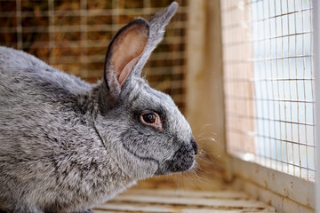 Obraz premium Portrait of a gray rabbit