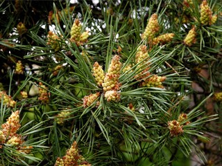 pine tree with male and female flowers at spring