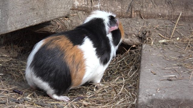 guinea pig defecates and eats hay