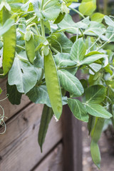 Zuckererbsen im Hochbeet