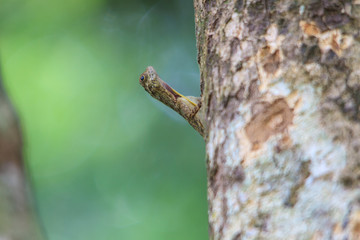 beautiful Common Gliding Lizard or Common Flying Drago