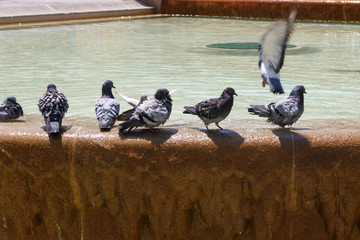 Obraz premium Doves group in fountain